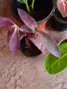 Thai Caladium And Mix Varieties Of Plants