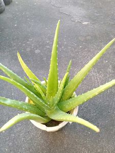 Aloe Vera Plant