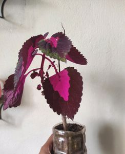 Plants