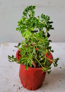 3 pack Arrowhead &amp; NeverNever &amp;Ming Areliaplants,