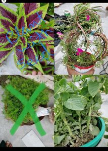 15 Plant Combo
