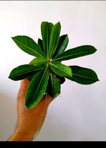 Healthy Adenium Combo