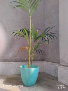 Elegant Areca Palm in Turquoise Pot