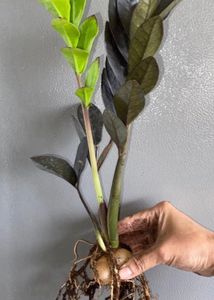 ZZ Plant 2 bulbs (15 Inches)