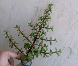 Jade Plant Air Purifier