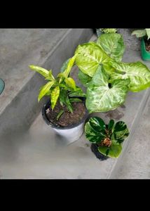 Different Varieties Plants Combo