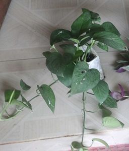 Set 2 Money &amp; Plectranthus Nitidus Plants 🌵