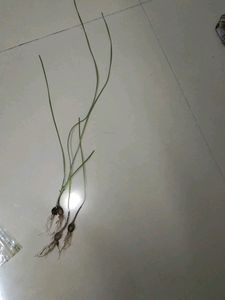 Brand New Piece Yellow Rain Lily Flowers Bulb
