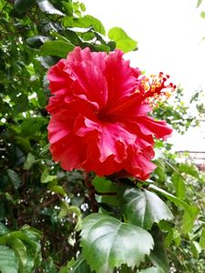 Gudhal Hibiscus Multilayer 🌺