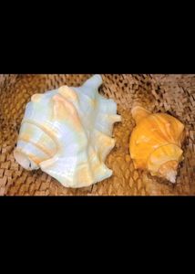 Exotic Seashell Decor