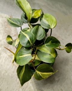 Brazil Pothos