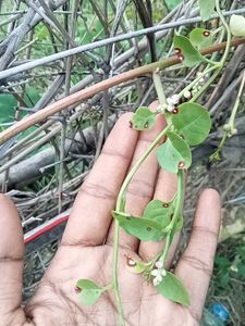 Kitchen Garden Plant