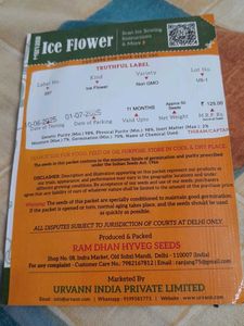 Winter Flowering Seeds-Ice Flower