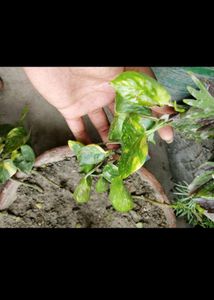 Adenium 10 Plant Combo