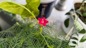 Vibrant Red Star Flower seeds