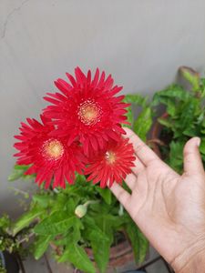 Gerbera Plant