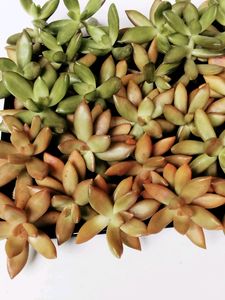 Sedum Adolphii Cuttings  Available