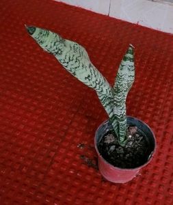 Pack 2 the herbaceous perennial &amp;Dwarf Snake Plant