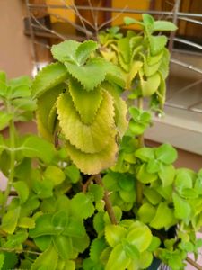 Ajwain Plant Cuttings