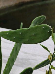 Combo Of 3 Cactus