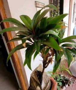 Set 3 Syngonium &amp; Pink Heat &amp; Arrowhead Plants