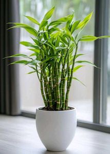 bamboo Indore Plant Decor