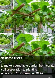 Hybrid Laku And Bramh Kamal Flower Plant