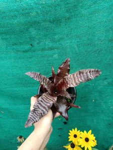 Cryptanthus Zonatus plant
