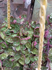 Hanging Basket Plant