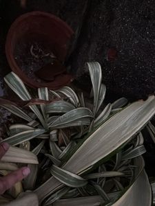 Unique Variegated Agave Plant with multiple pups