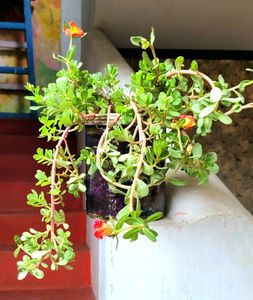 🪴 Plant (Portulaca oleracea 'Rio Orange')&amp;pot🌱