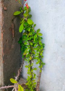 combo of plants