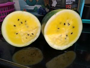 Yellow WaterMelon 🍈 farming Seeds