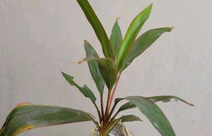 Set 3 Never...&amp;Dracaena Ruby Healthy Plant