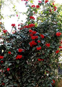 Plant (Flaming Glory Vine)