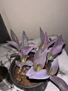 Purple Heart Plant