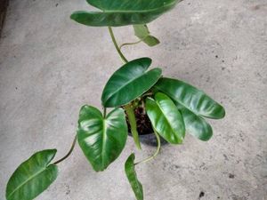 combo plants.