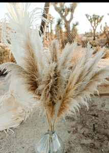Dried Pampass Grass