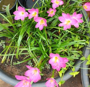 Pink Rain Lily Bulbs