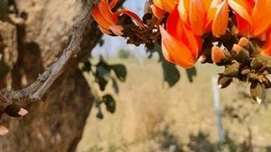Palash Flowers