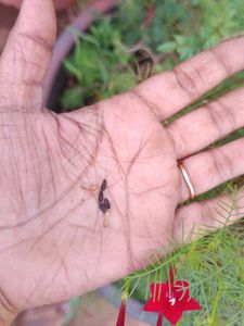 Red Creeper Wine Seeds