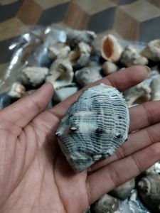 Seashells