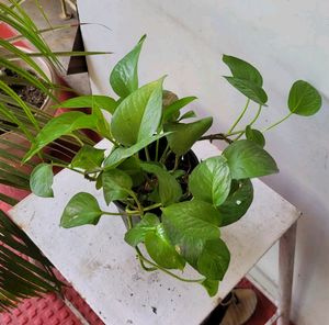 Money Plant🌵&amp; Pot