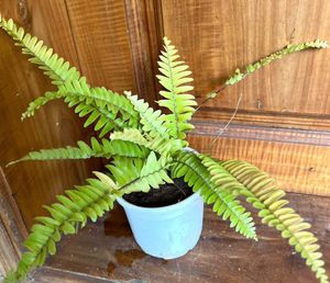 Fern combo