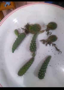 Expensive Cactus Plant