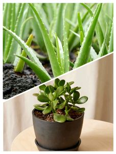 COMBO Of ALOE VERA and JADE (2)