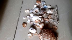 Assorted Seashell Collection