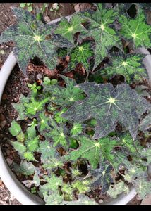 mixed flowering plants