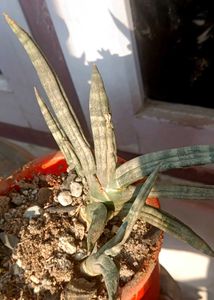 boncel snake plant ( sensiveria)