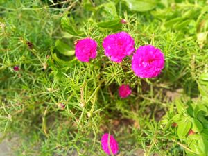 Moss rose 🌹 flowering shrub